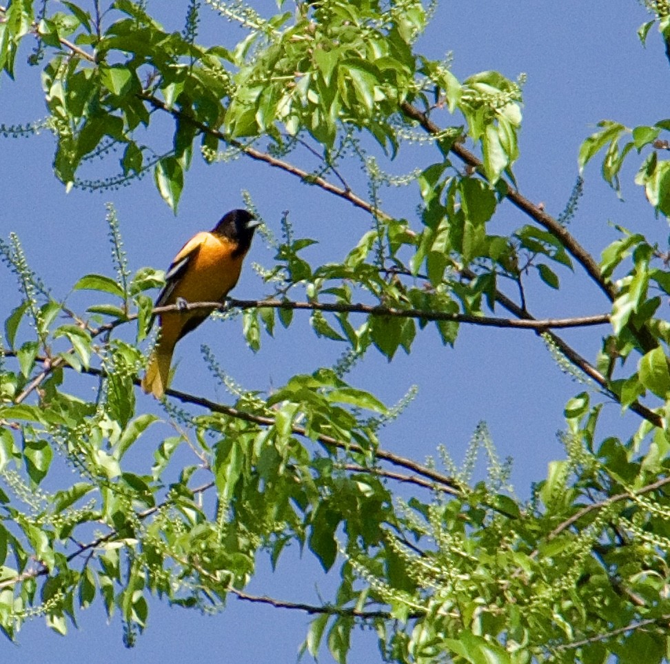 Baltimore Oriole - Michael Niven