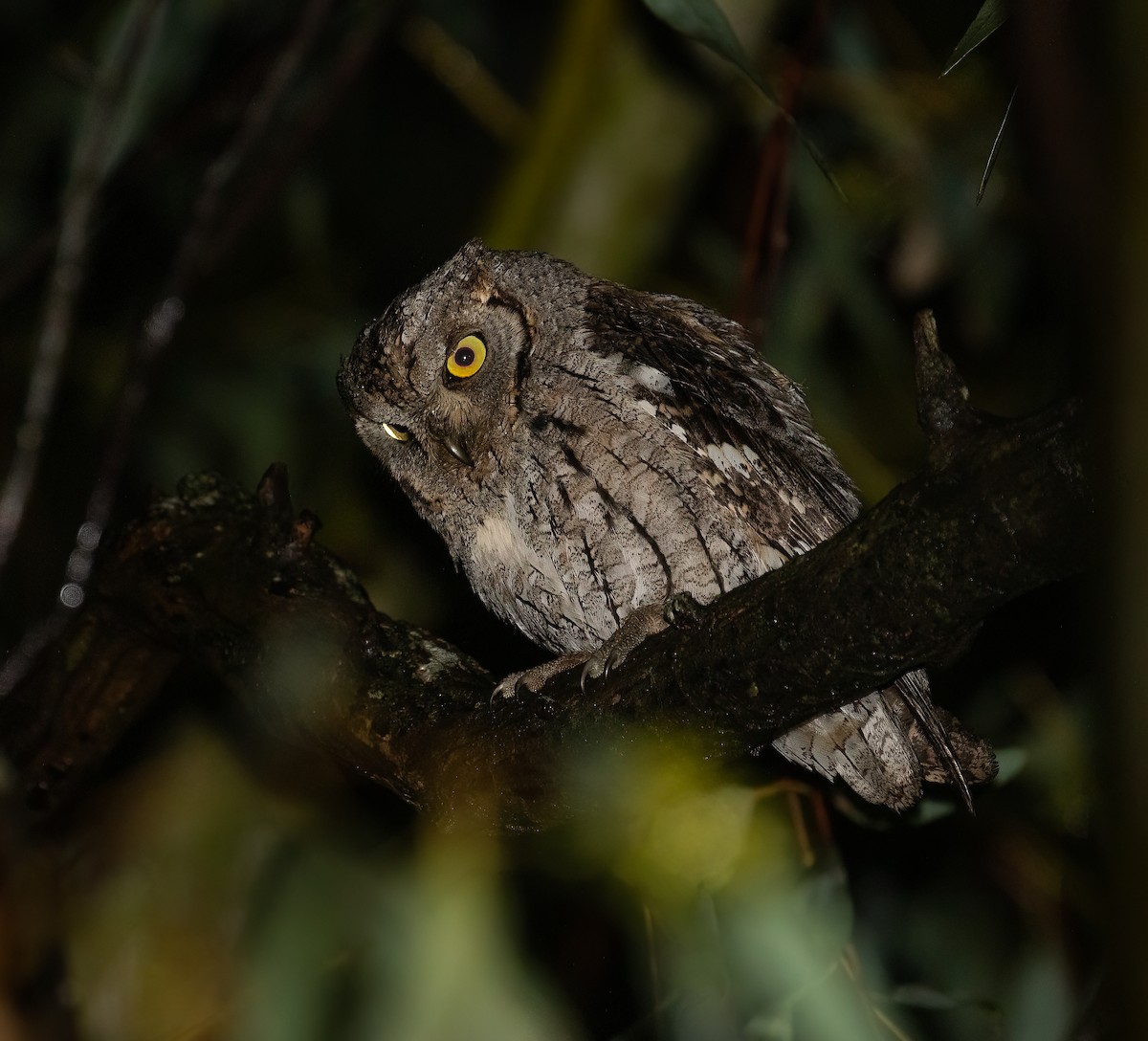 Eurasian Scops-Owl - ML618154850