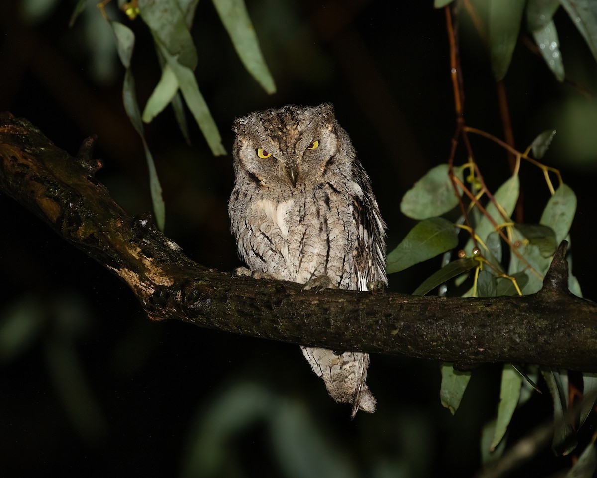 Eurasian Scops-Owl - ML618154854