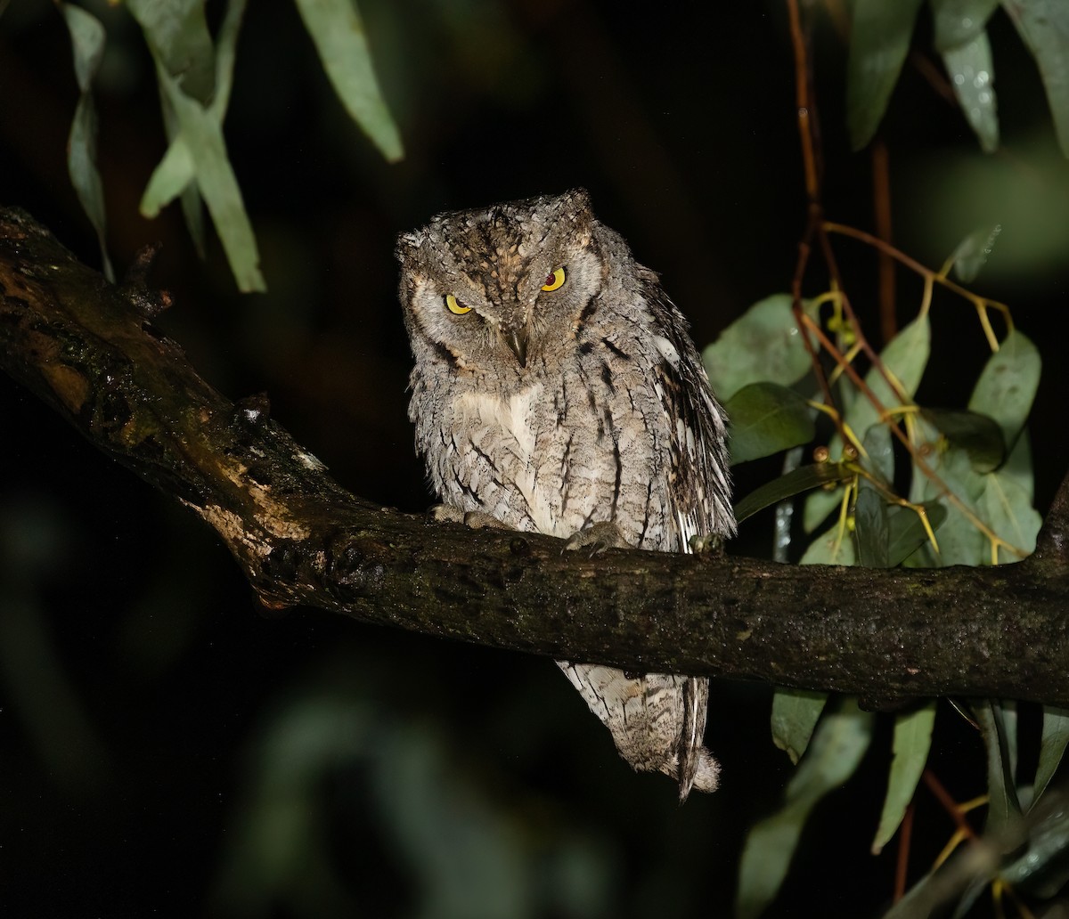 Eurasian Scops-Owl - ML618154855