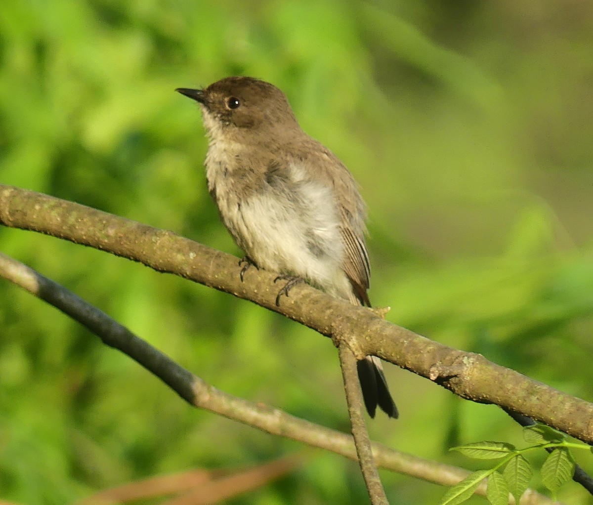 Eastern Phoebe - Andy Maslowski