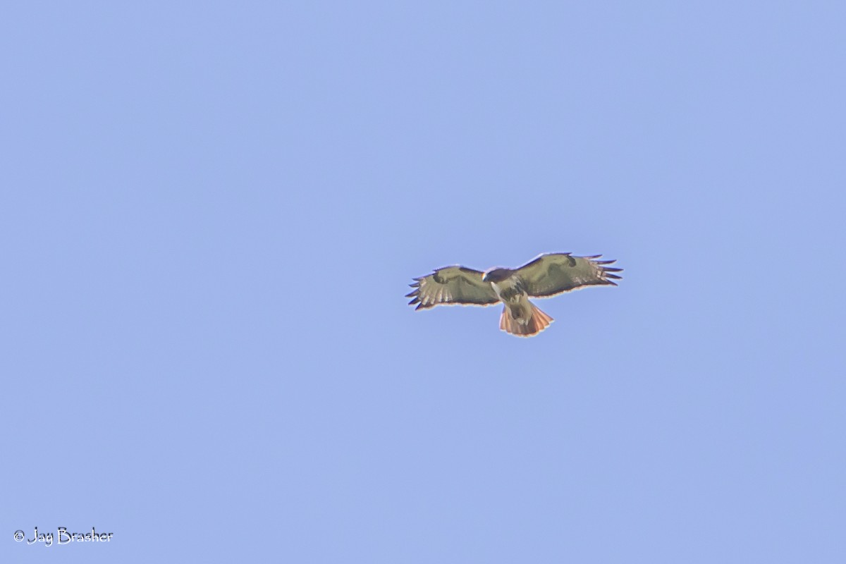 Red-tailed Hawk (borealis) - Jay Brasher