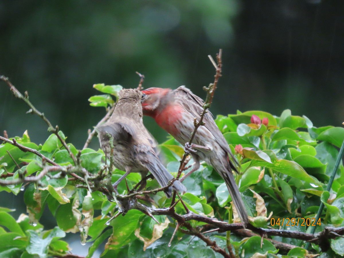 House Finch - Susan Leake