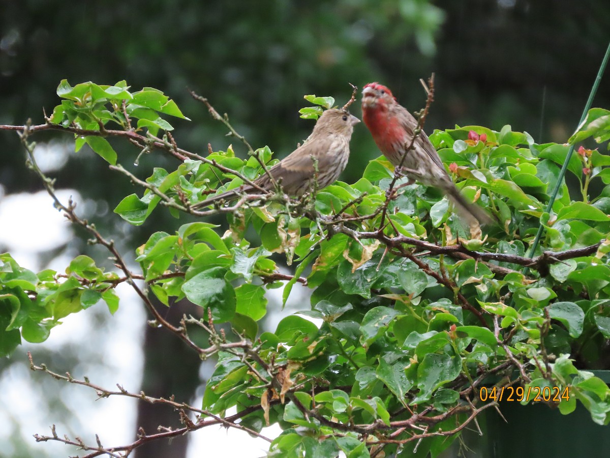 House Finch - Susan Leake