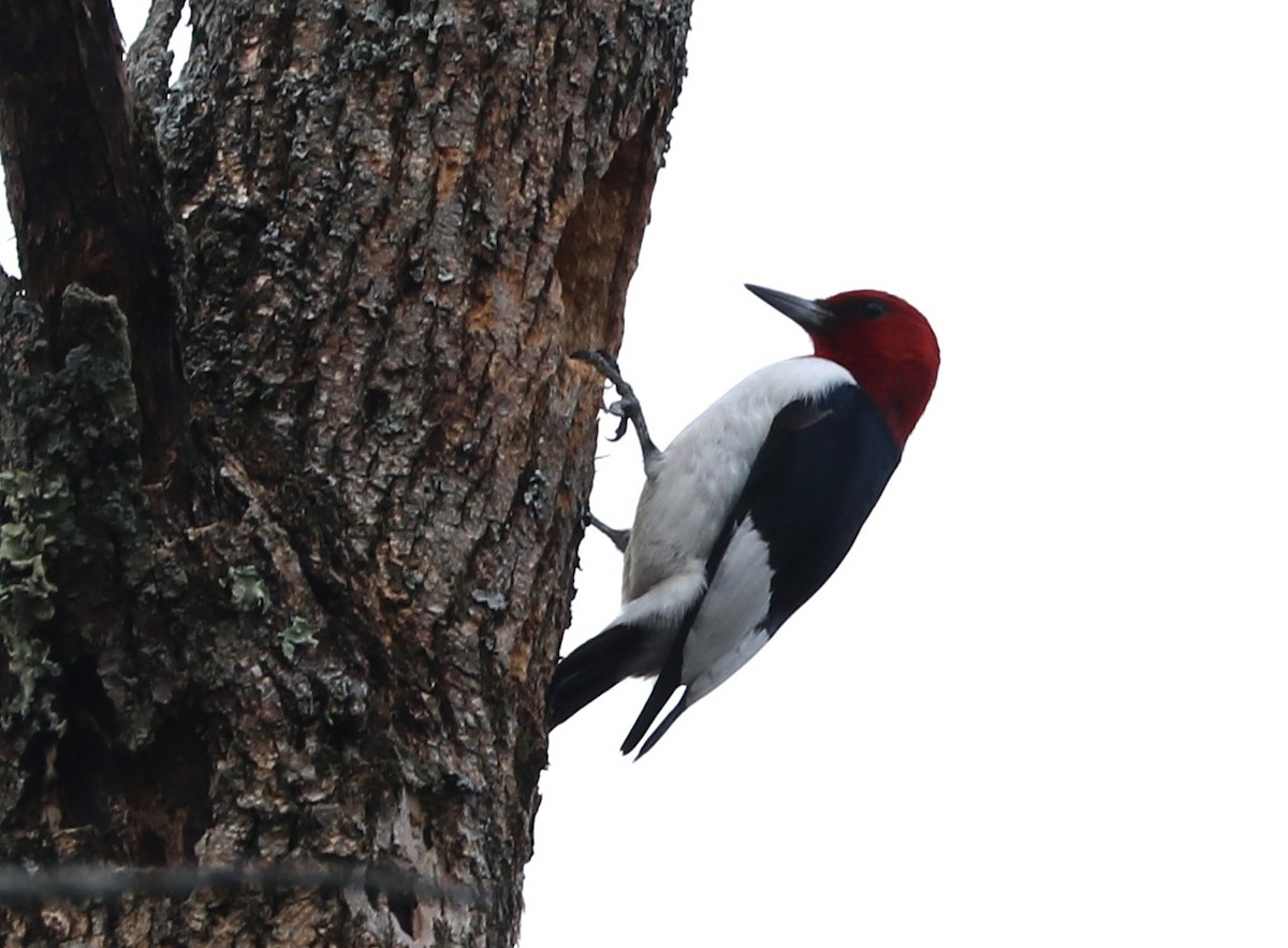 Red-headed Woodpecker - Matthew Valencic