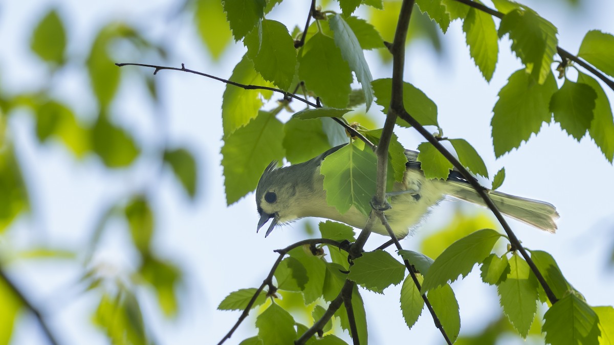 Tufted Titmouse - Steve & Betty Arthur