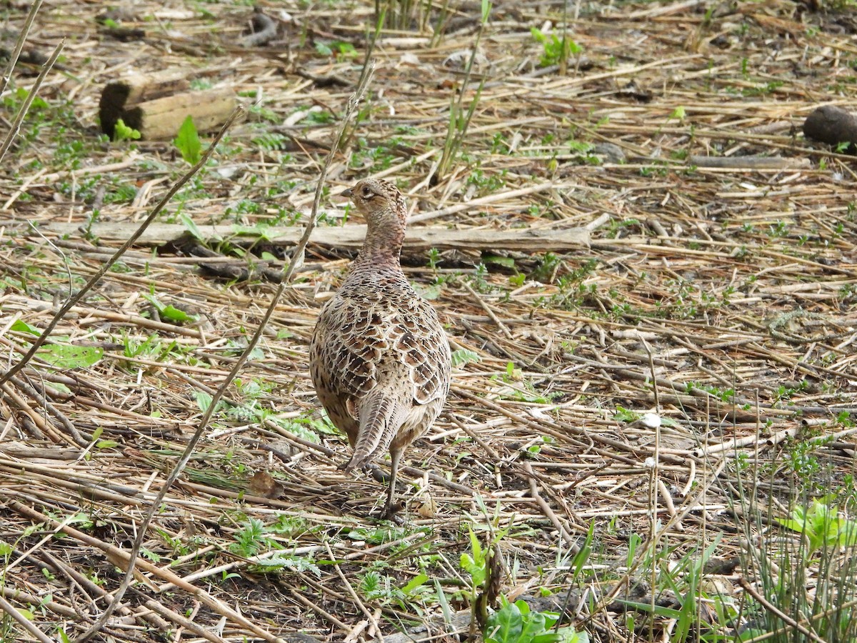 Ring-necked Pheasant - Stephen Matthews