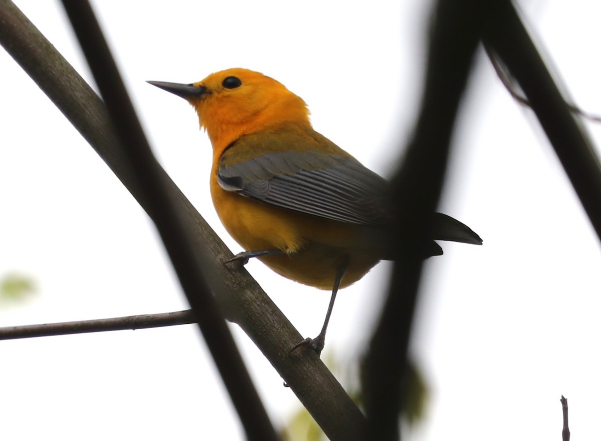 Prothonotary Warbler - Matthew Valencic