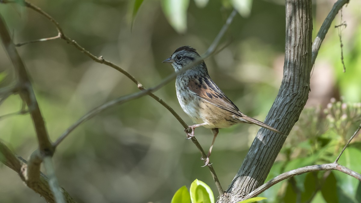 Swamp Sparrow - Steve & Betty Arthur