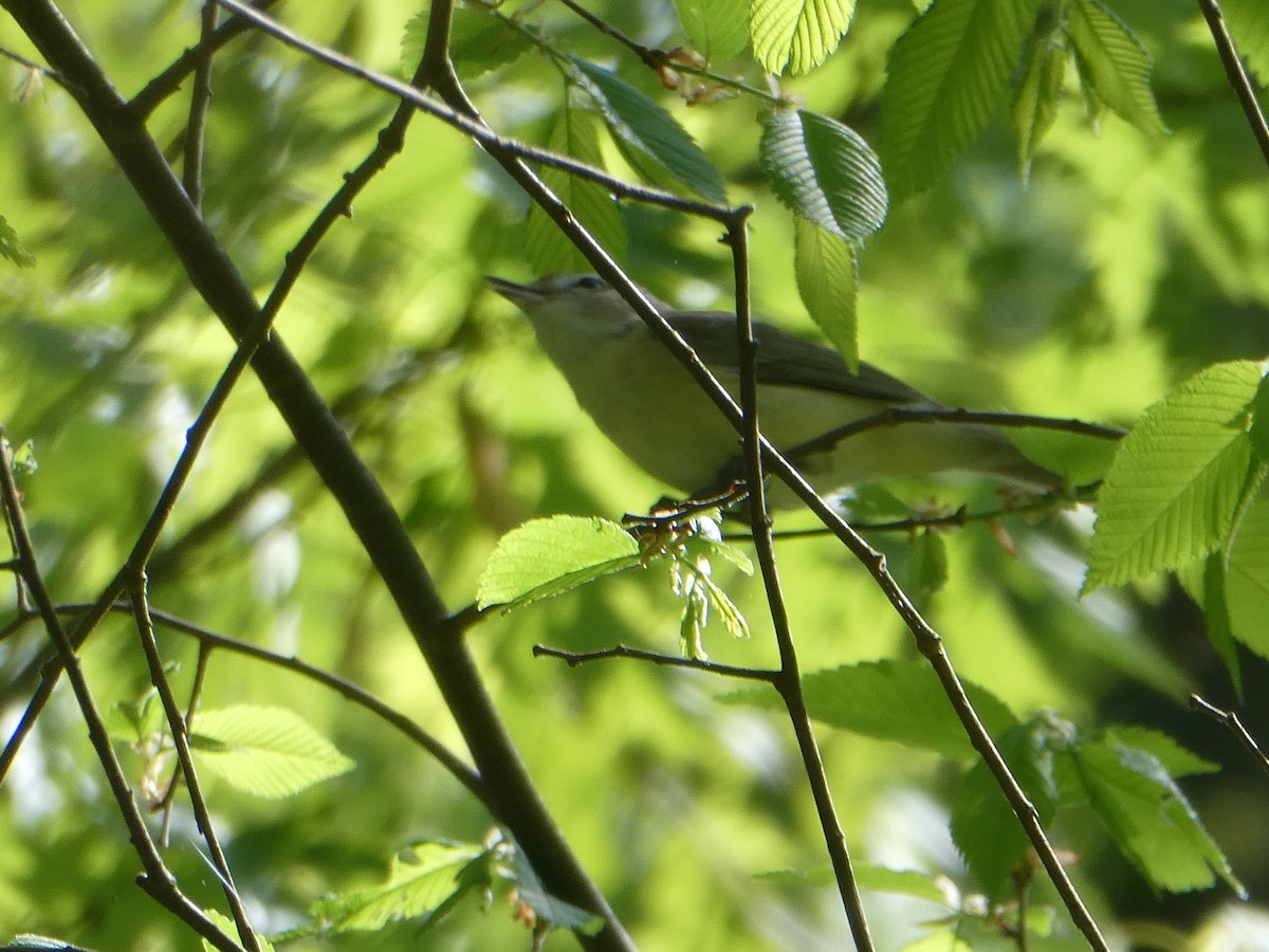 Warbling Vireo - Rick Dunning