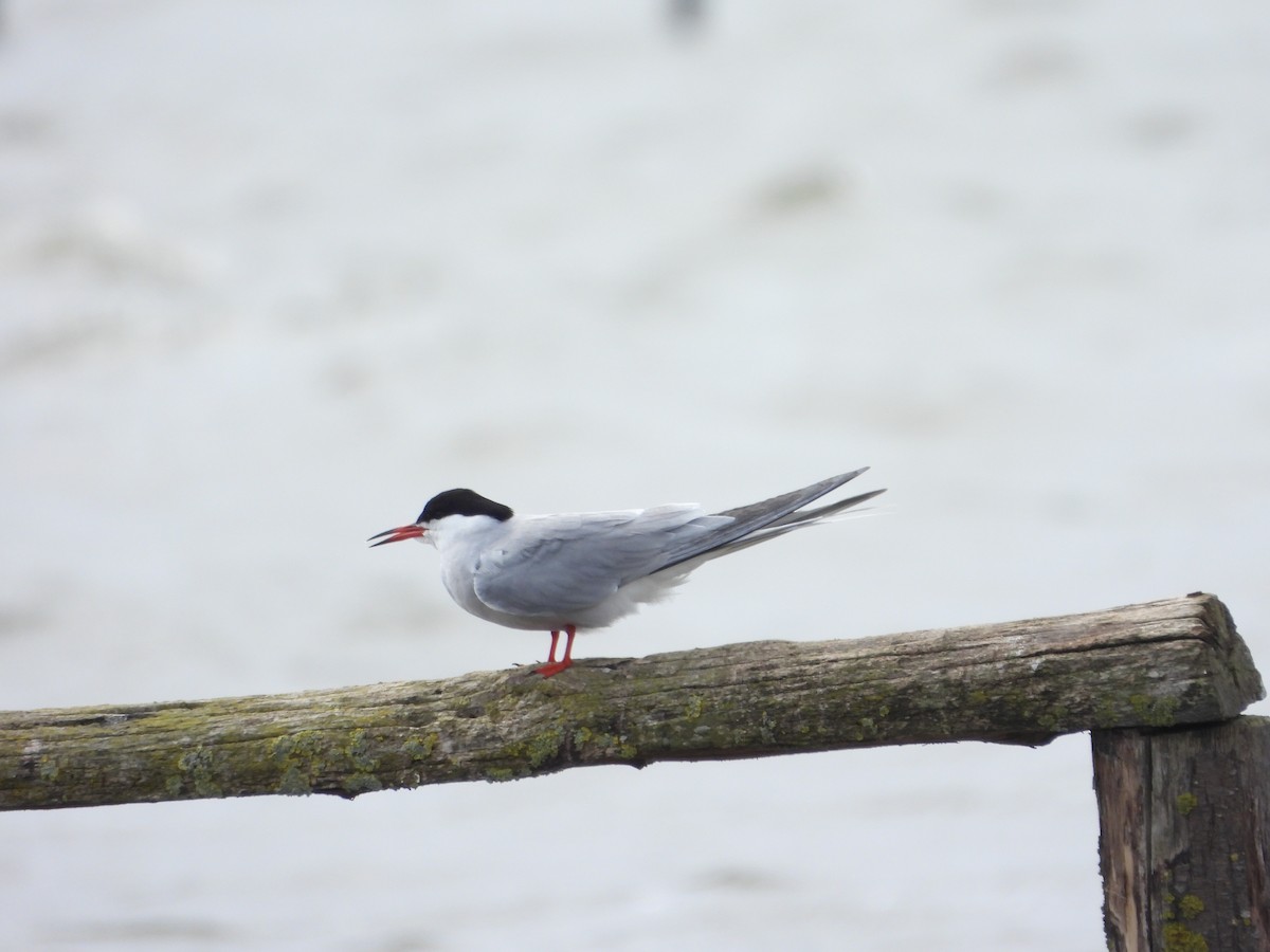 Common Tern - Stephen Matthews