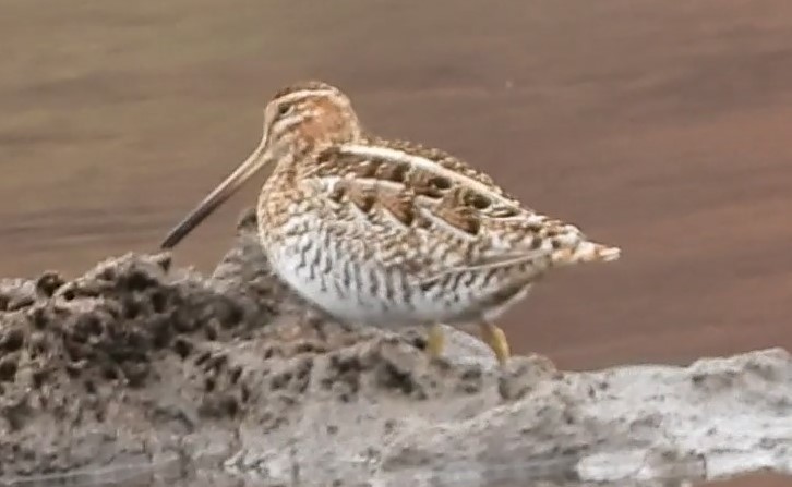 Wilson's Snipe - Reba and Allan Dupilka