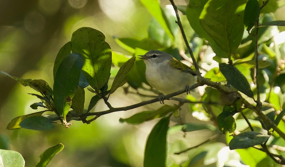 Tennessee Warbler - Jane Mygatt