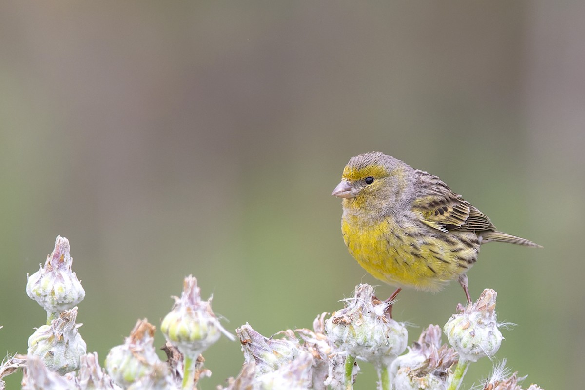 Island Canary - Volker Hesse