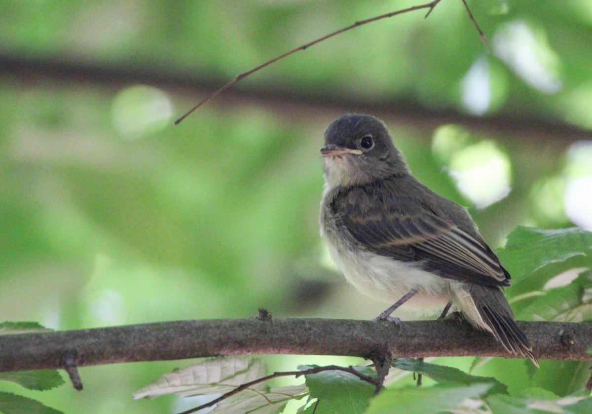 Eastern Phoebe - ML618154986
