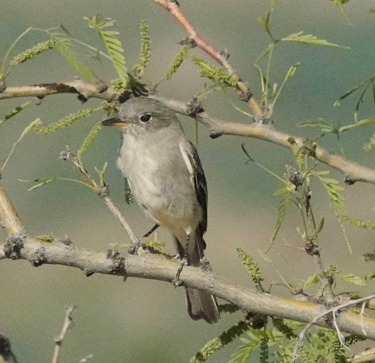 Gray Flycatcher - ML618154996