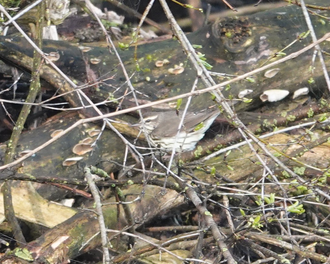 Northern Waterthrush - Michael DeWispelaere