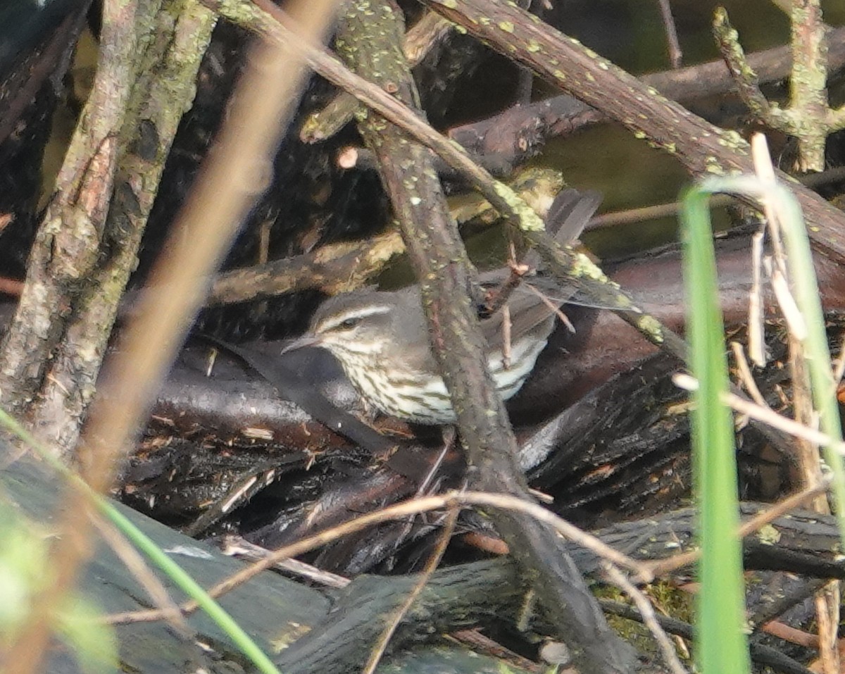 Northern Waterthrush - Michael DeWispelaere