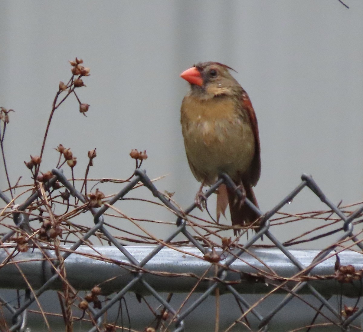 Northern Cardinal - Susan Leake