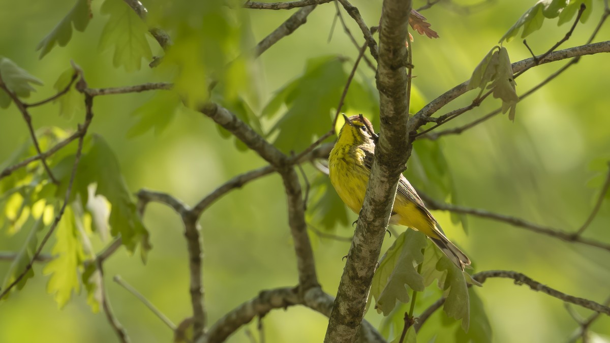 Palm Warbler - Steve & Betty Arthur