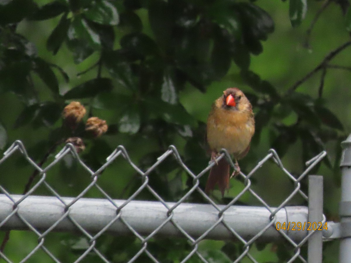 Northern Cardinal - Susan Leake