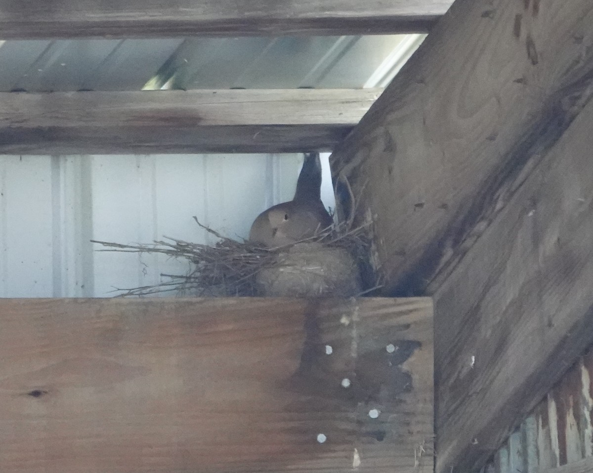 Mourning Dove - Michael DeWispelaere