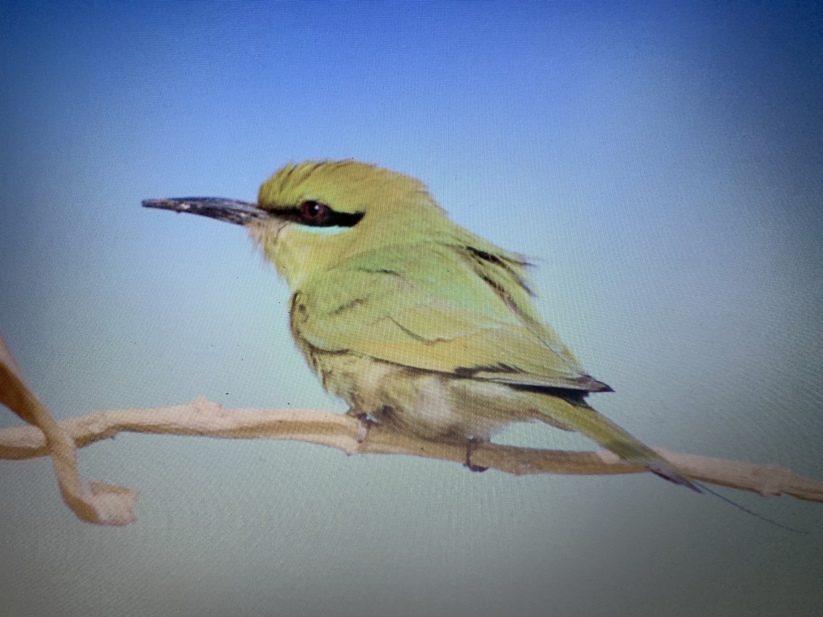 African Green Bee-eater - ML618155053