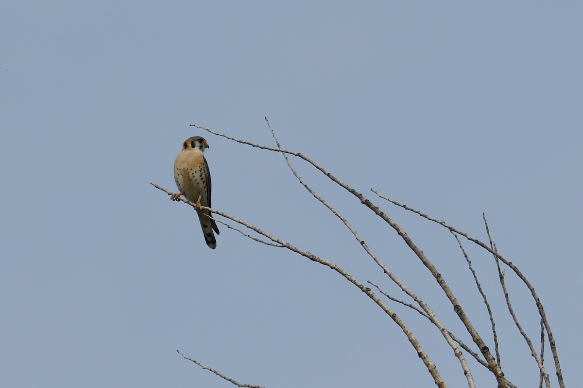 American Kestrel - ML618155062