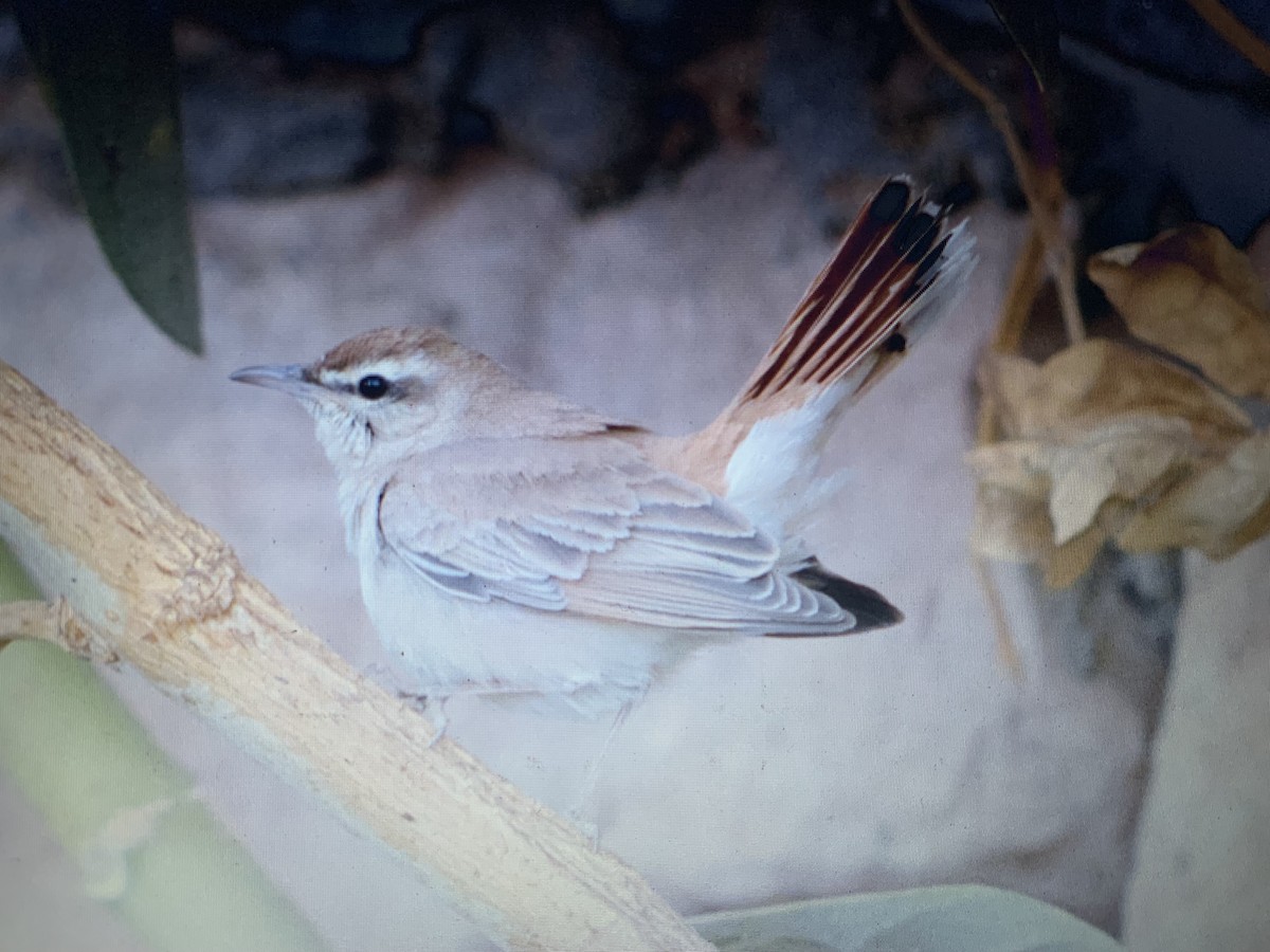 Rufous-tailed Scrub-Robin - Mahmoud Elshamy