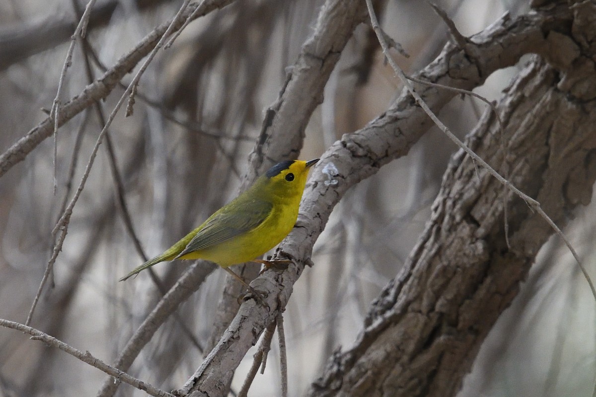 Wilson's Warbler - Shane Carroll