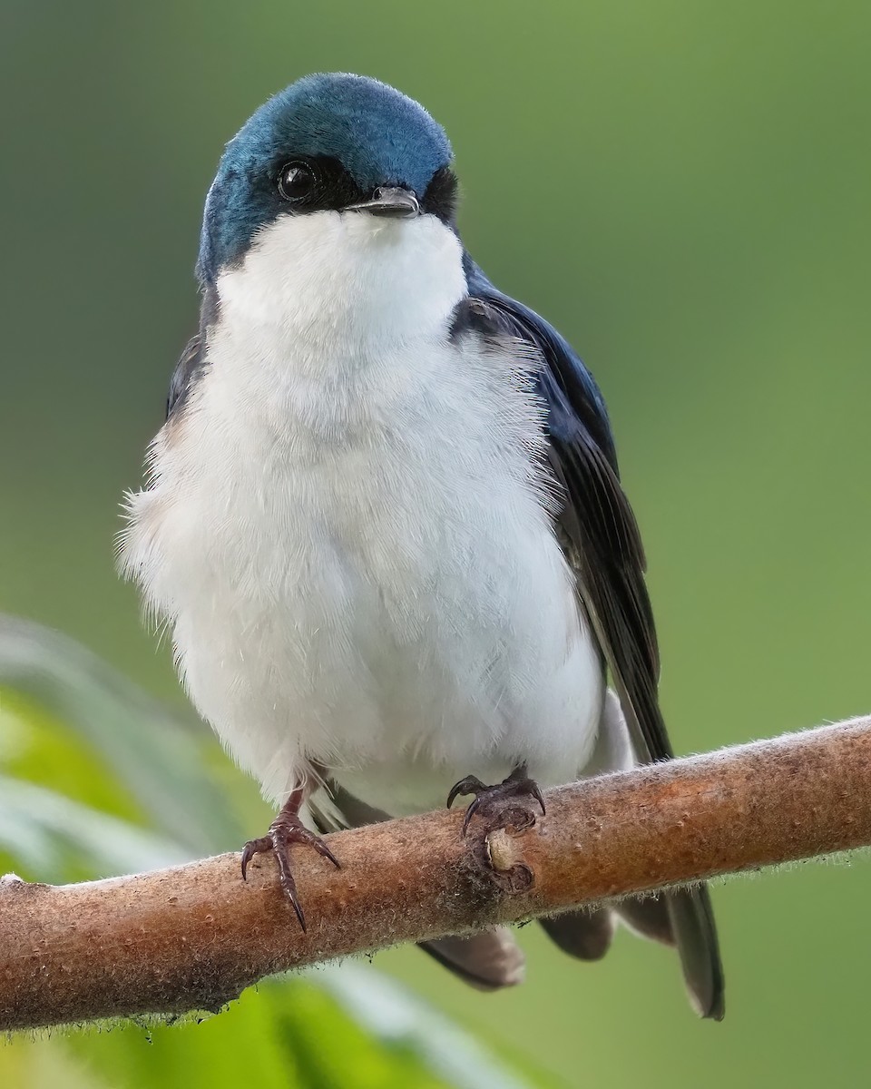 Tree Swallow - ML618155094