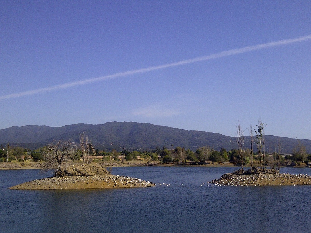 California Gull - ML618155097