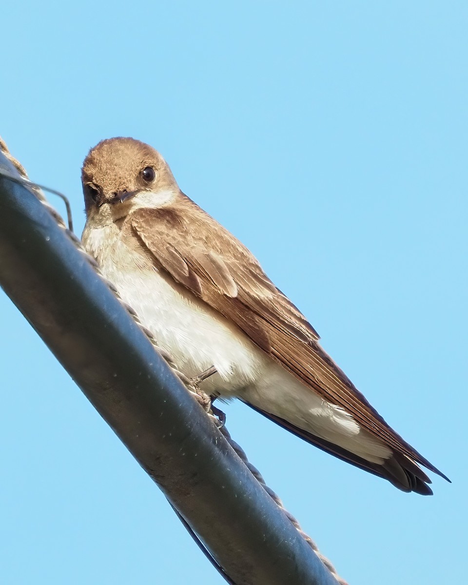 Northern Rough-winged Swallow - ML618155100