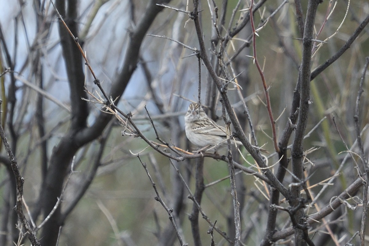 Brewer's Sparrow - Shane Carroll