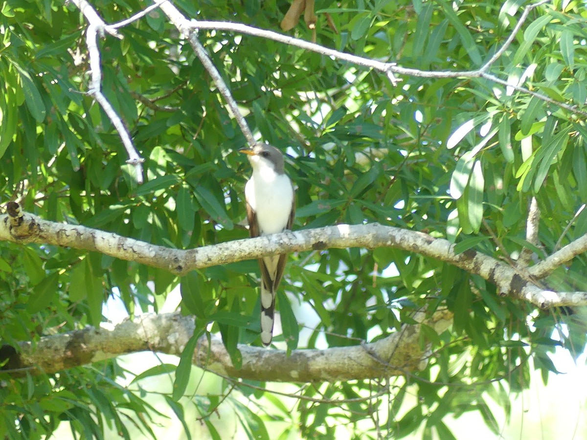 Yellow-billed Cuckoo - ML618155125