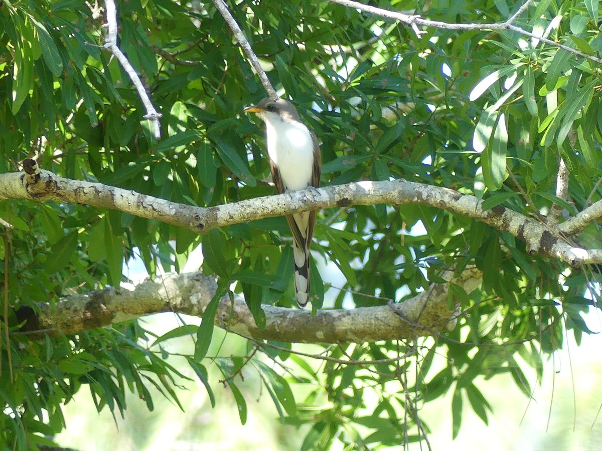 Yellow-billed Cuckoo - ML618155132