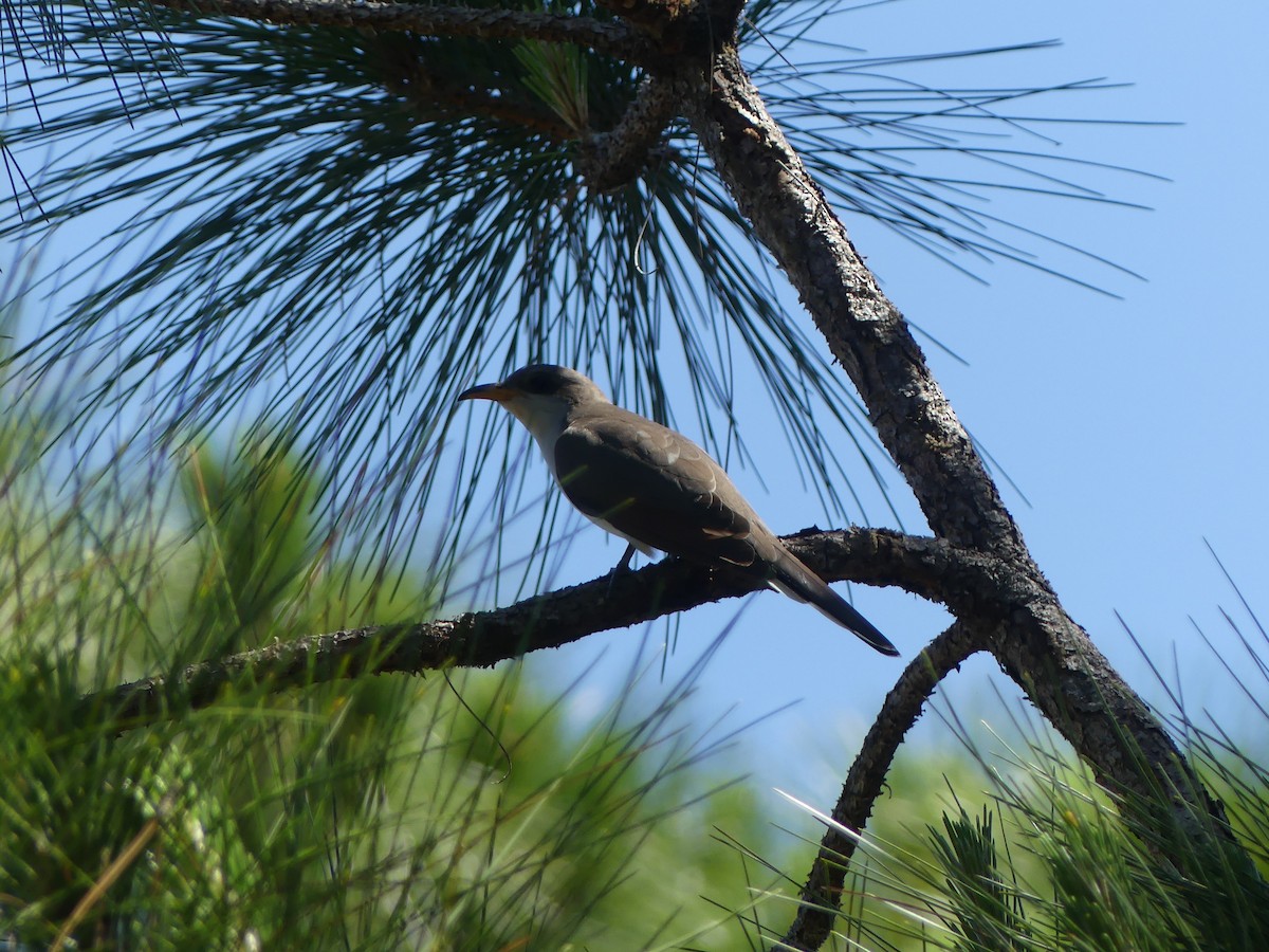 Yellow-billed Cuckoo - ML618155140