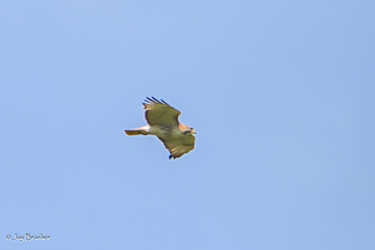 Red-tailed Hawk (borealis) - Jay Brasher