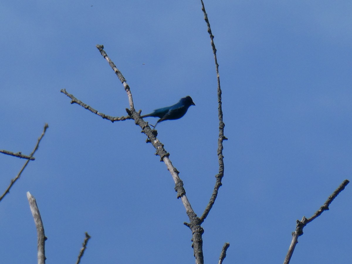 Indigo Bunting - Rick Dunning