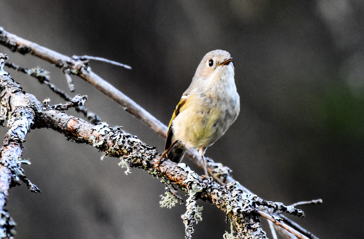 Ruby-crowned Kinglet - Garry Waldram