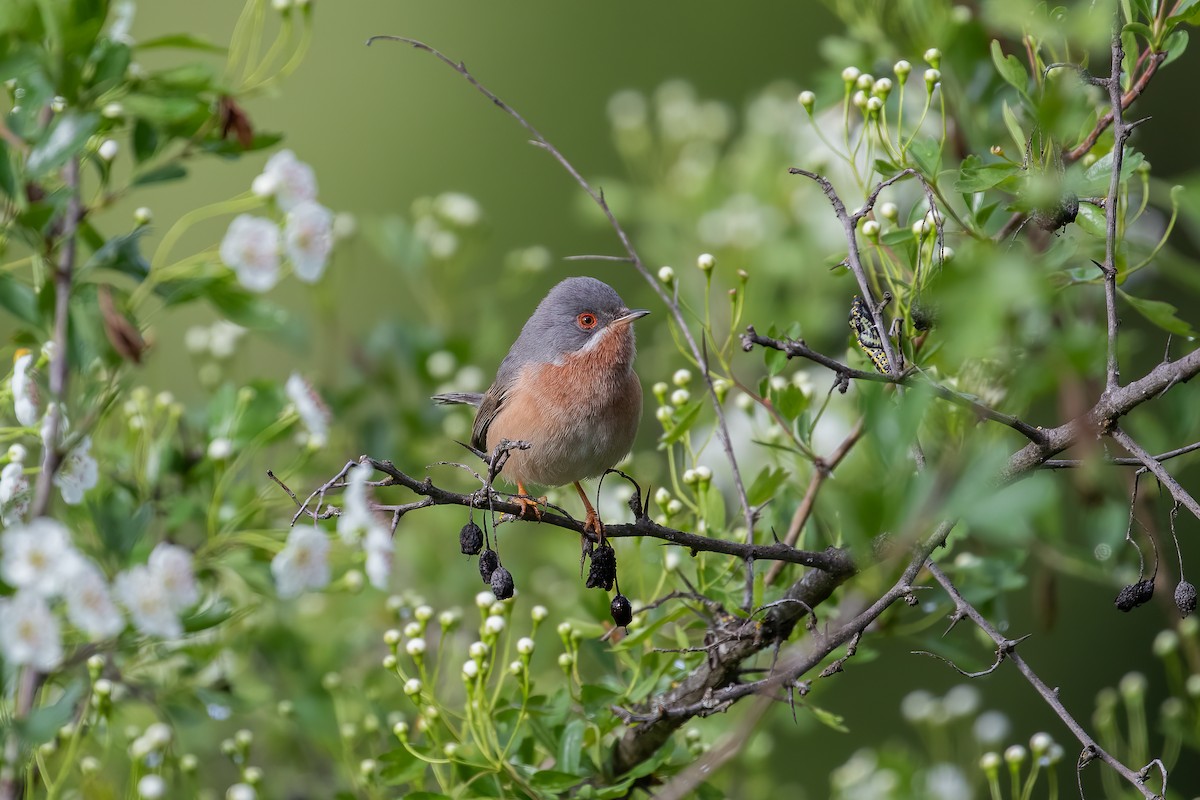 Western Subalpine Warbler - Martin  Flack