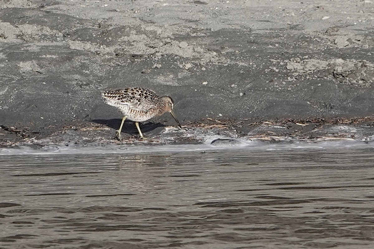 Short-billed Dowitcher - ML618155189