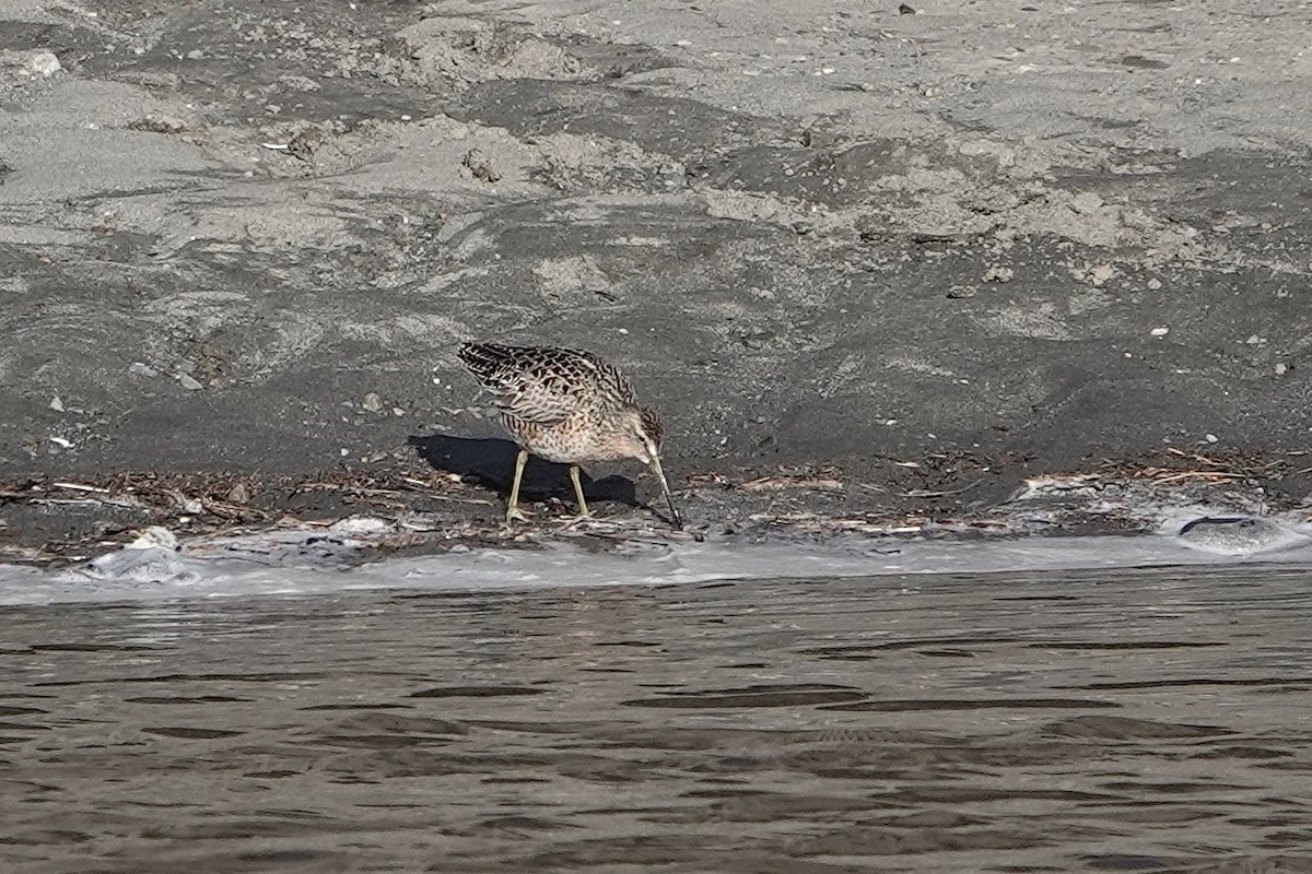 Short-billed Dowitcher - ML618155190