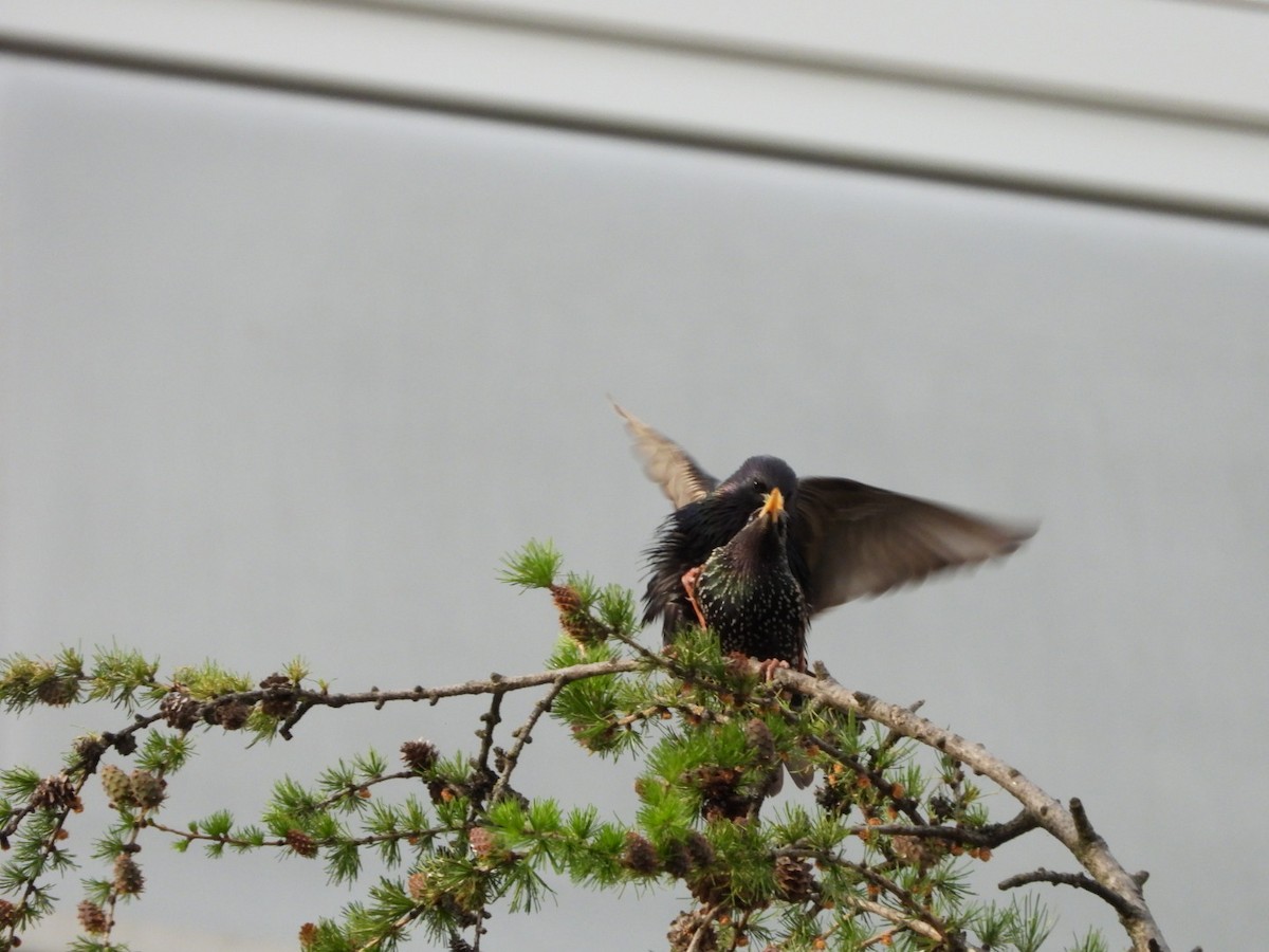 European Starling - Monika Czupryna