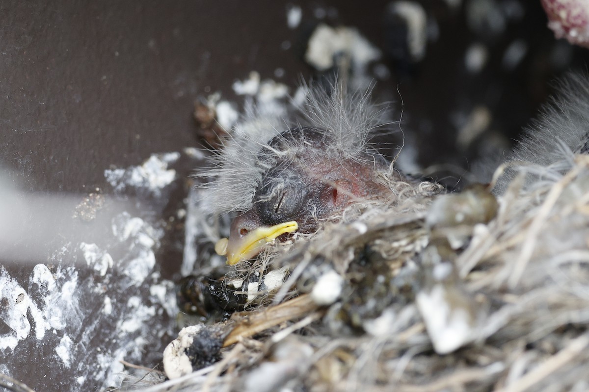 House Finch - Lonny Garris