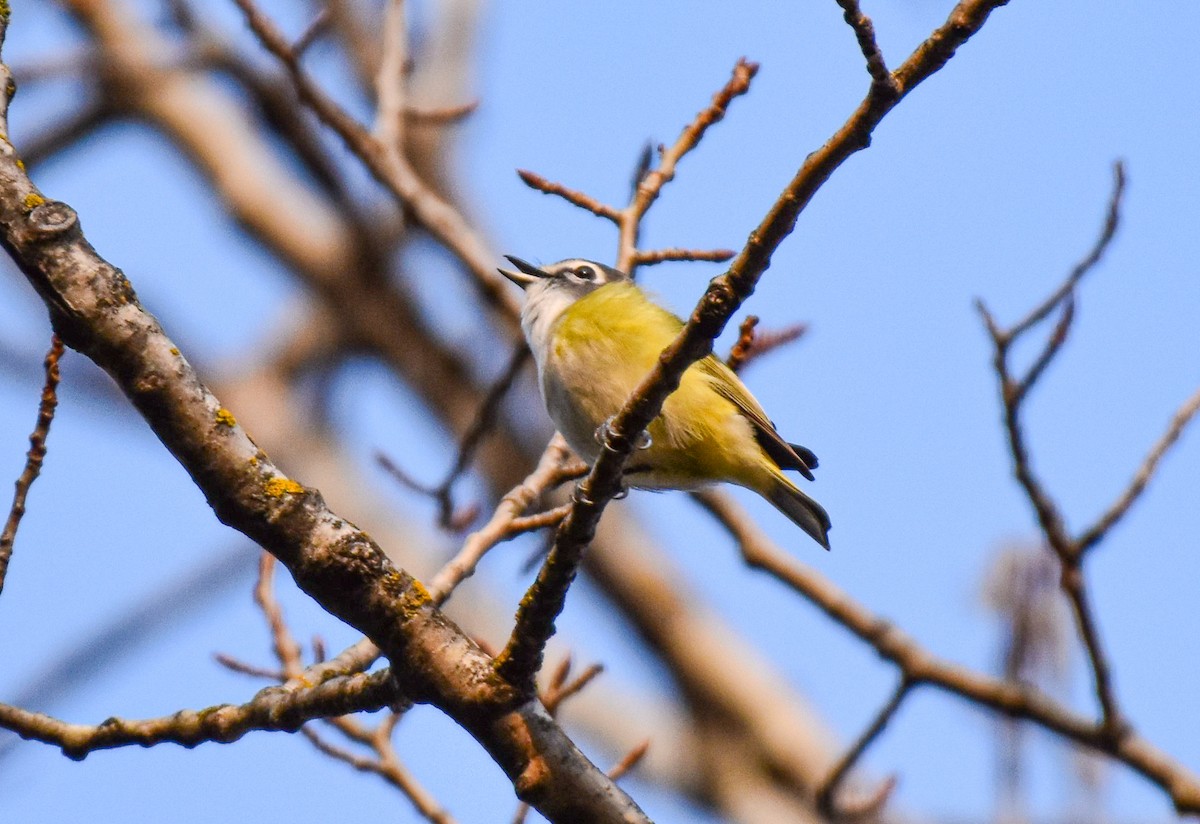 Blue-headed Vireo - Garry Waldram