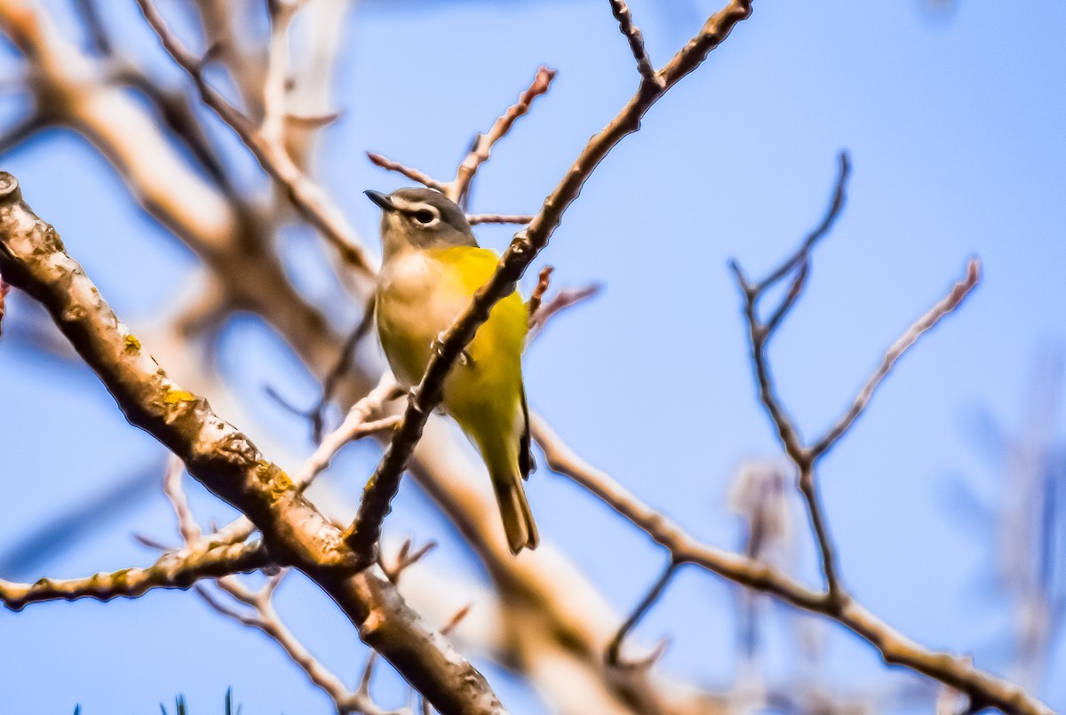 Blue-headed Vireo - Garry Waldram