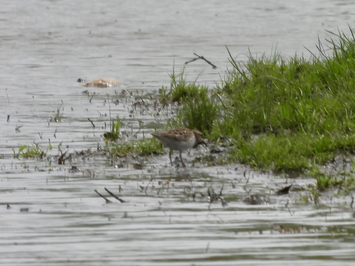 Least Sandpiper - ML618155209