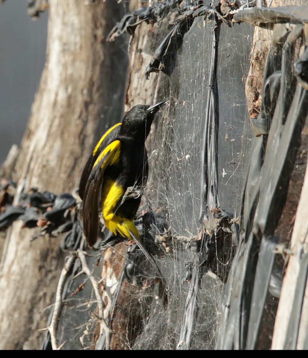 Hispaniolan Oriole - ML618155229