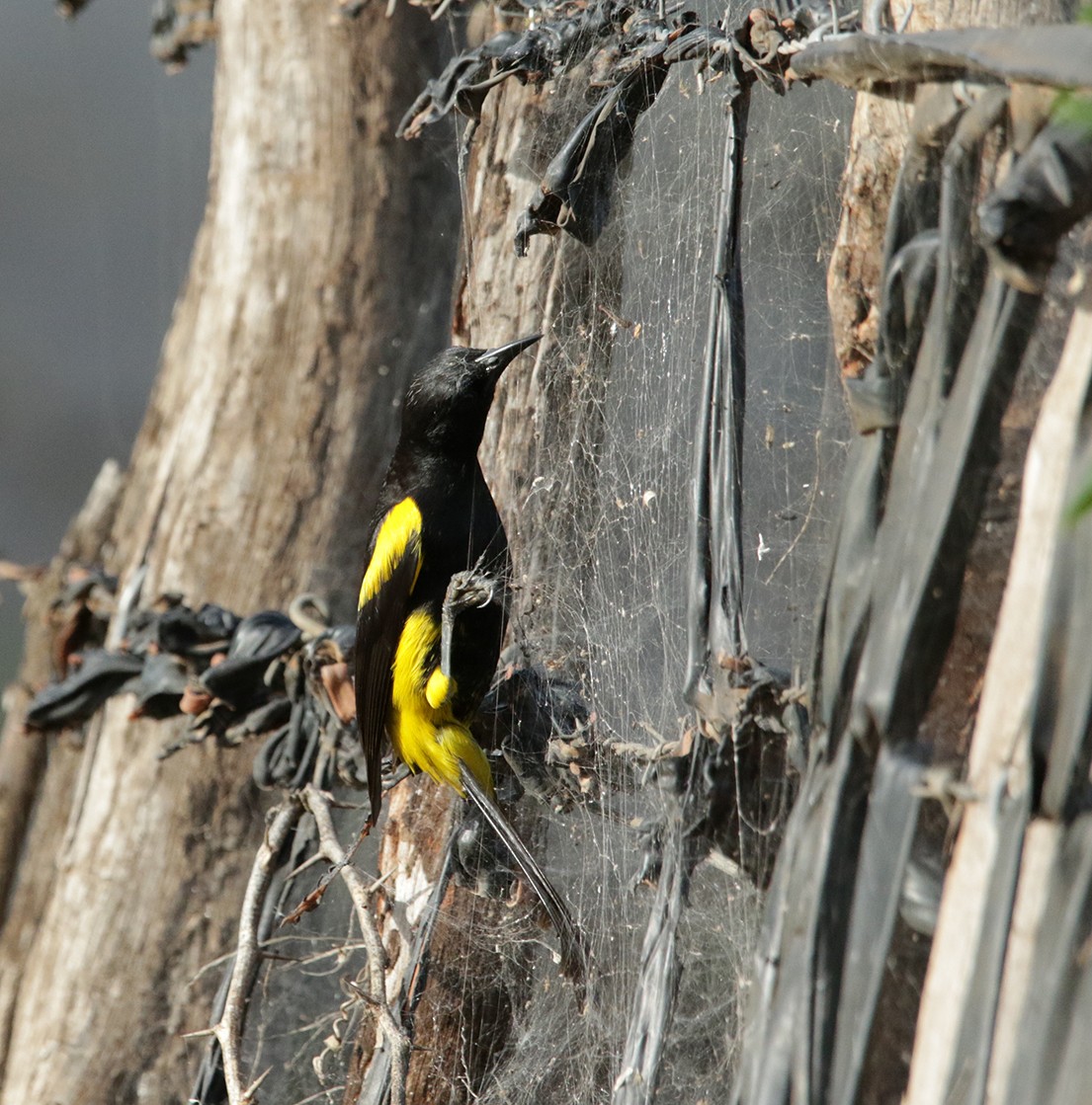 Hispaniolan Oriole - ML618155230